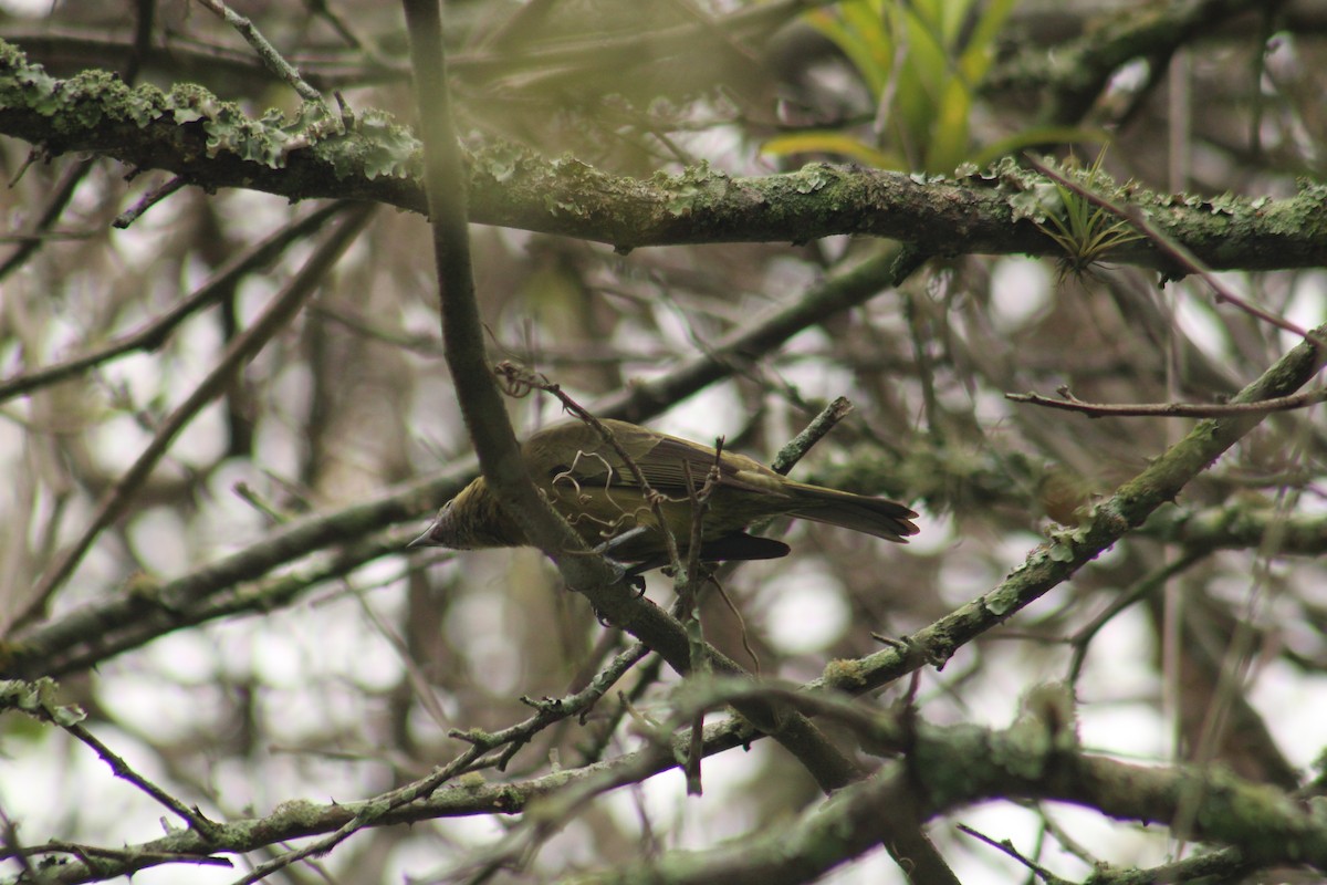 Palm Tanager - ML643075949