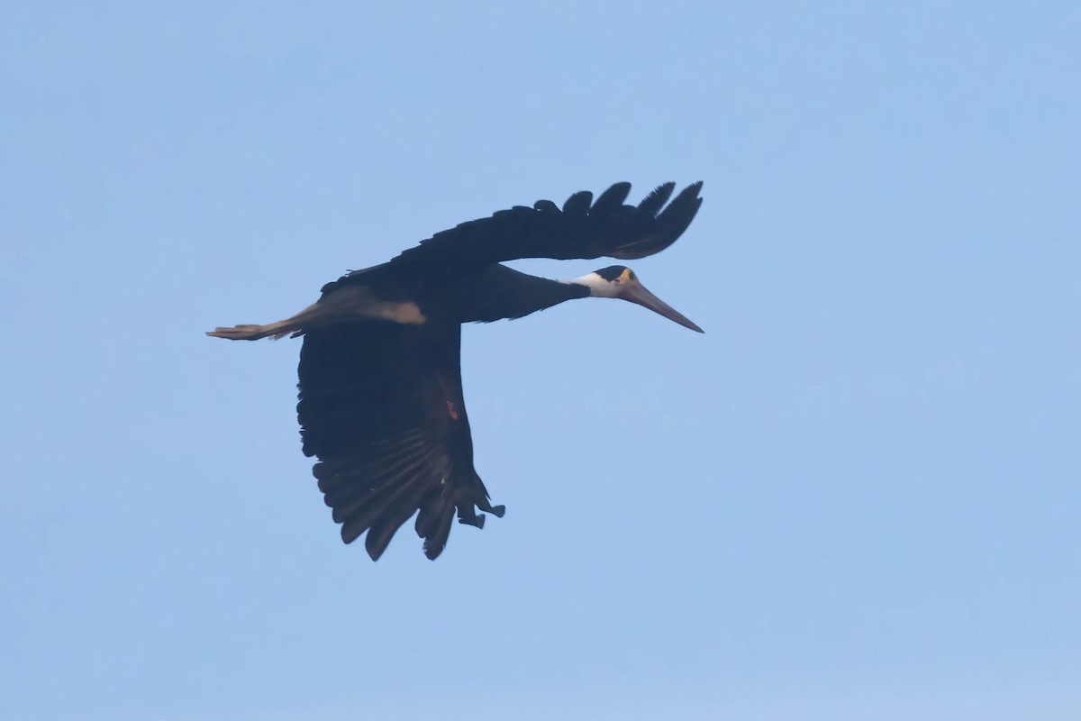 Storm's Stork - ML643075950