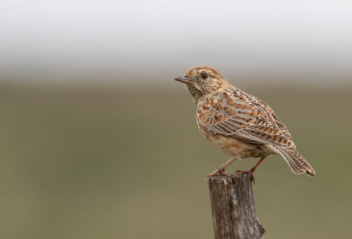 Cape Clapper Lark - ML643075966