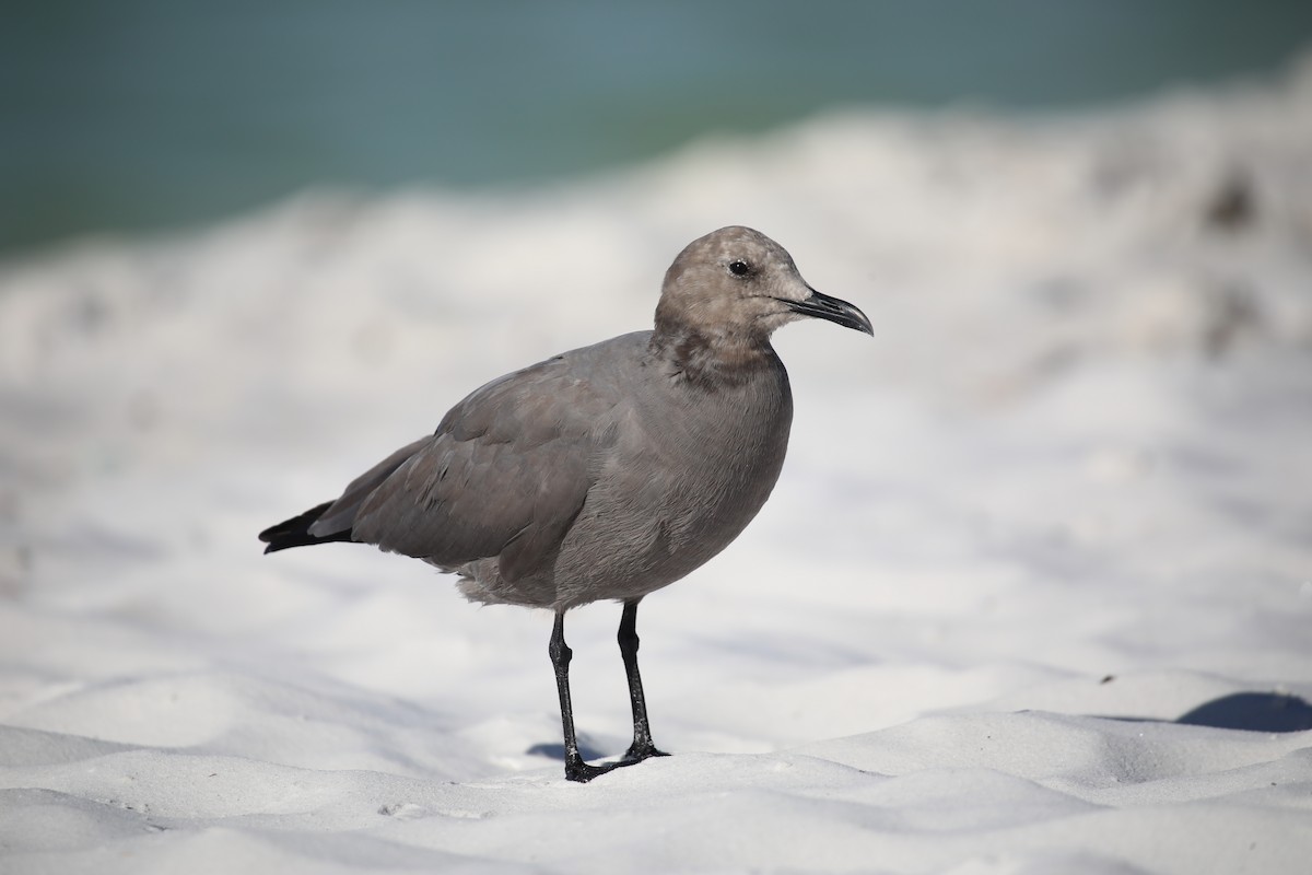 Gray Gull - ML643075969