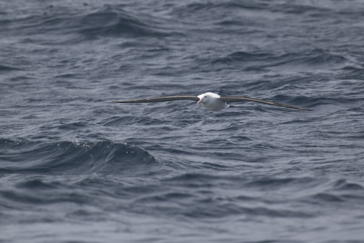 Northern Royal Albatross - ML643075970