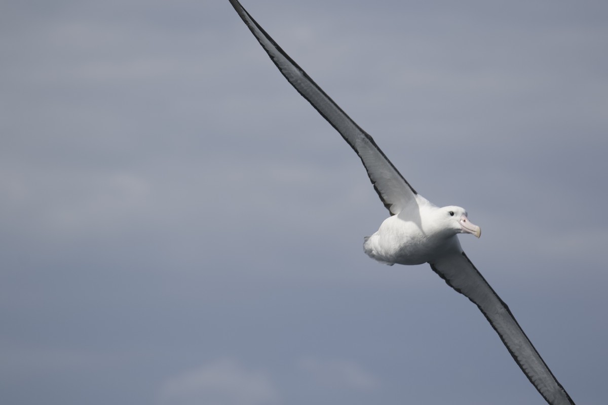 Northern Royal Albatross - ML643075974