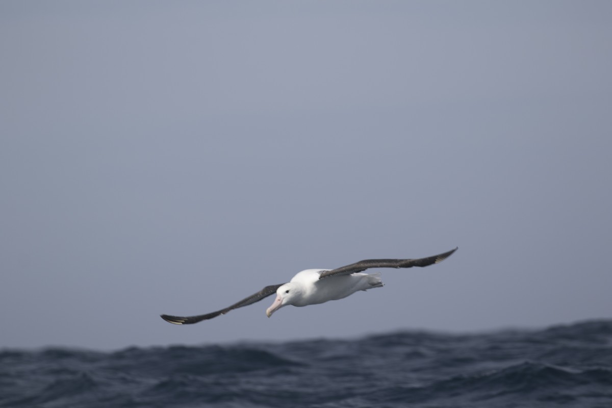 Northern Royal Albatross - ML643075975