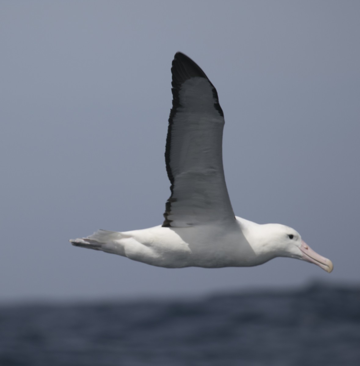 Northern Royal Albatross - ML643075976