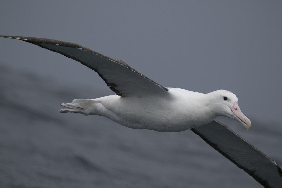 Northern Royal Albatross - ML643075986