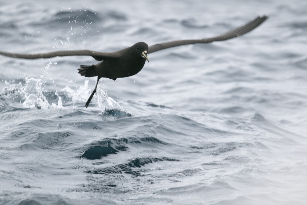 White-chinned Petrel - ML643076004
