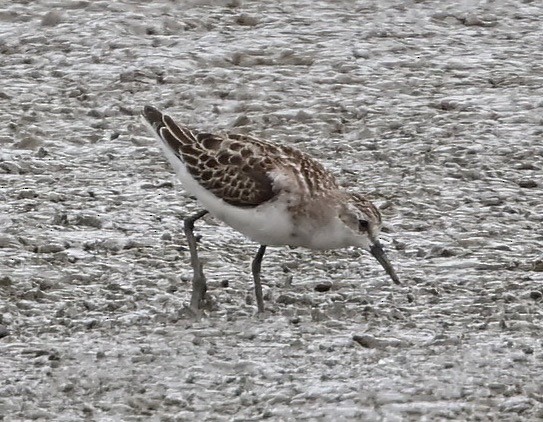 Little Stint - ML643076045