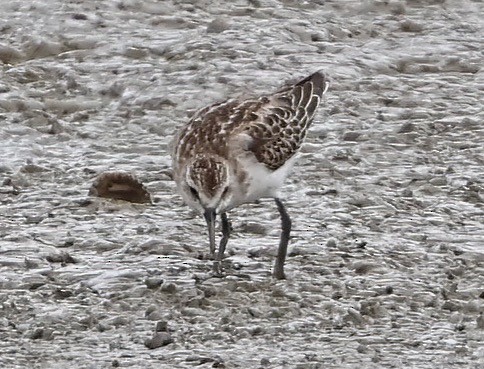 Little Stint - ML643076046