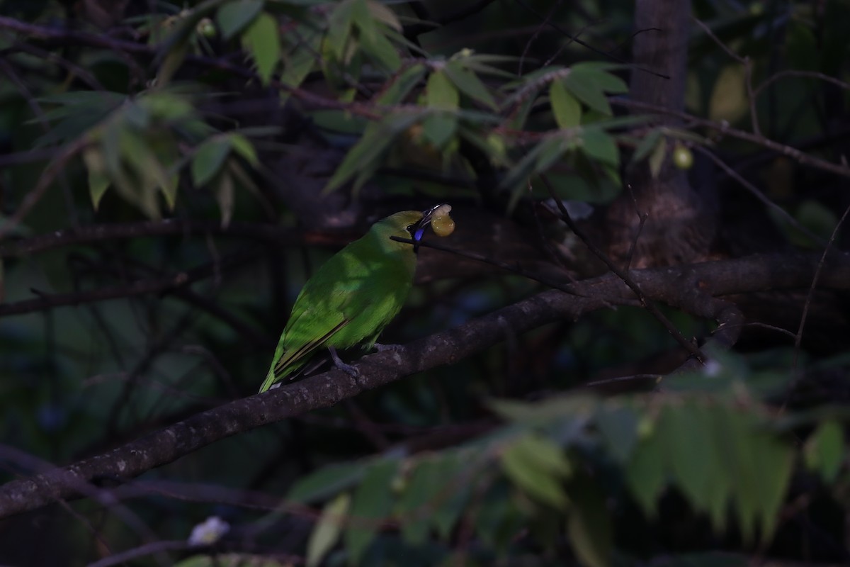Jerdon's Leafbird - ML643076054