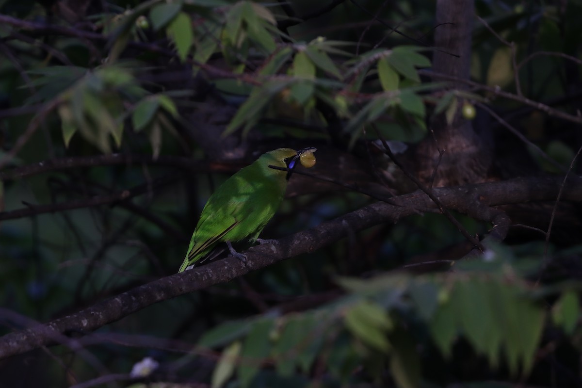Jerdon's Leafbird - ML643076055