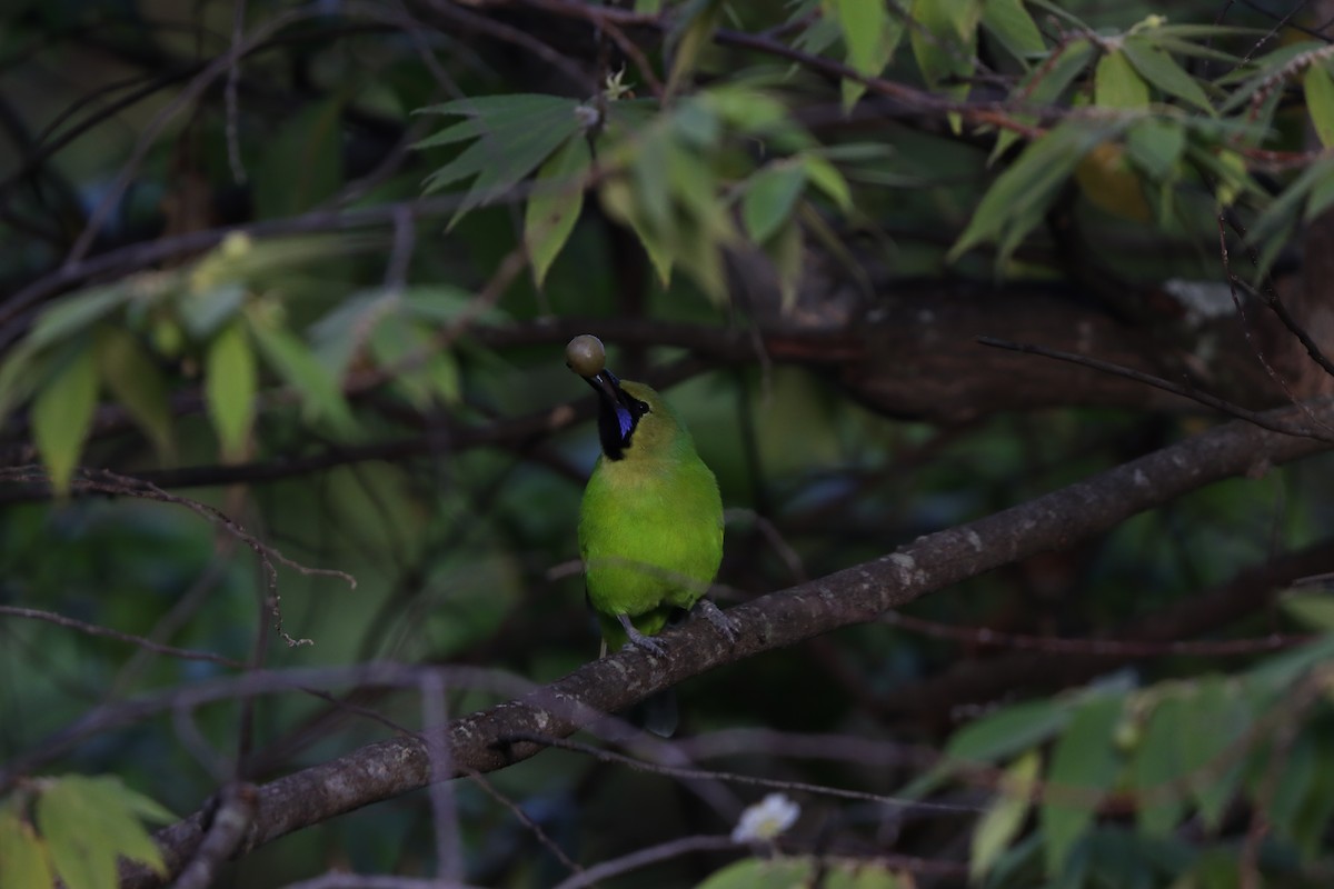 Jerdon's Leafbird - ML643076056