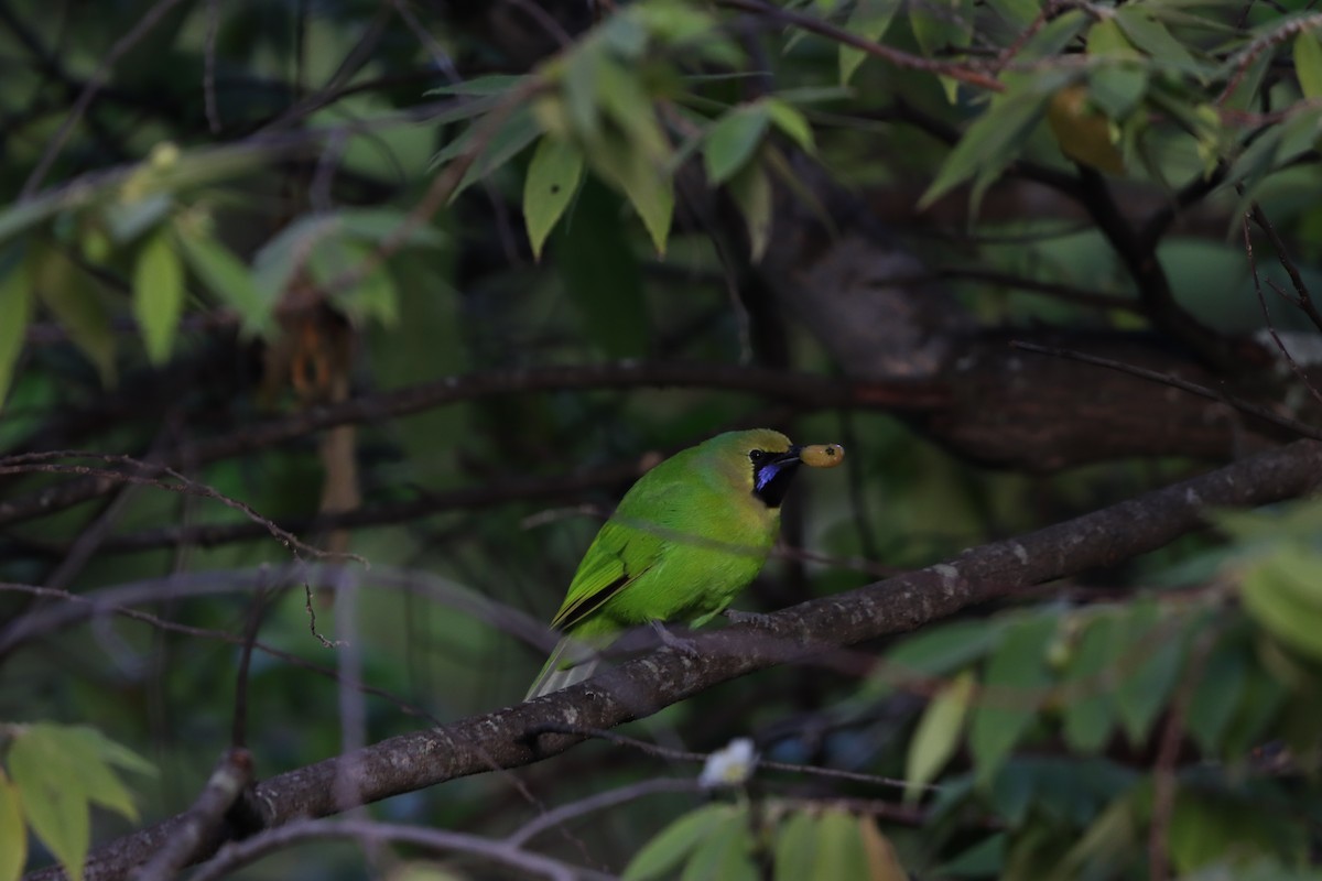 Jerdon's Leafbird - ML643076057