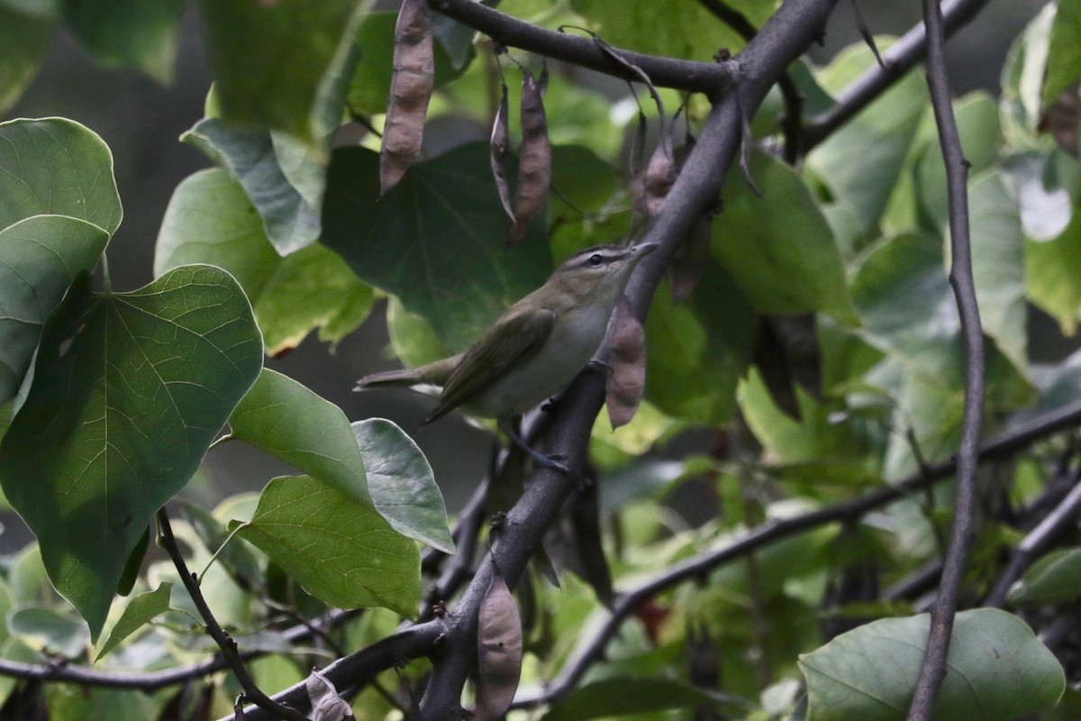 Red-eyed Vireo - ML643076078