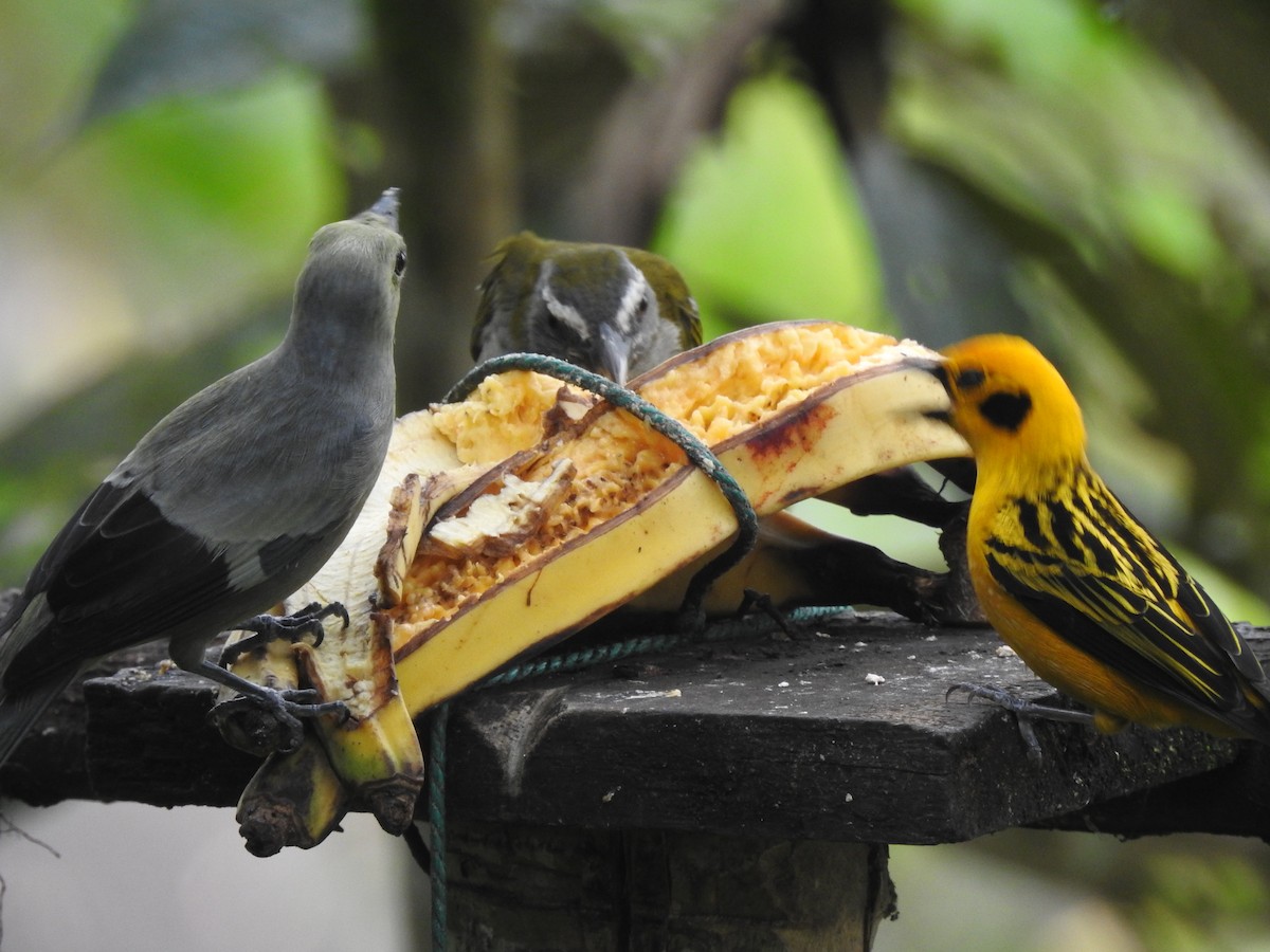 Palm Tanager - ML643076088
