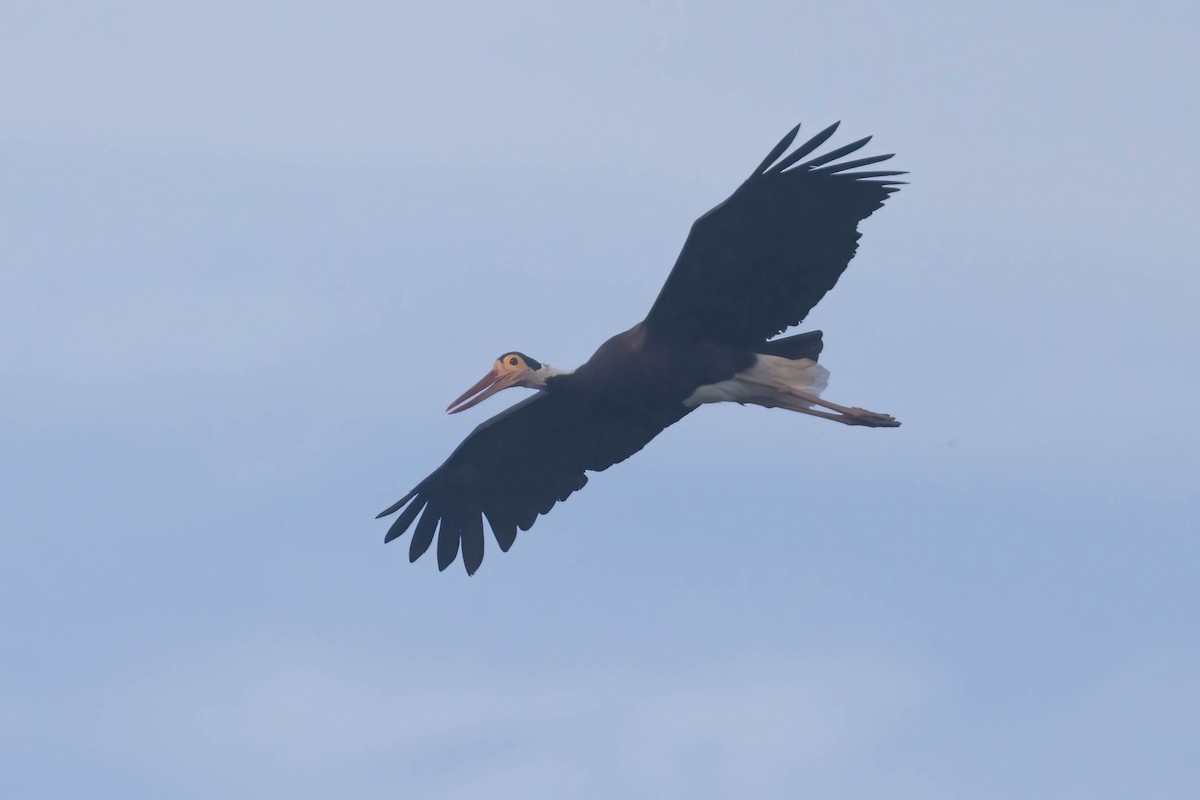 Storm's Stork - ML643076090