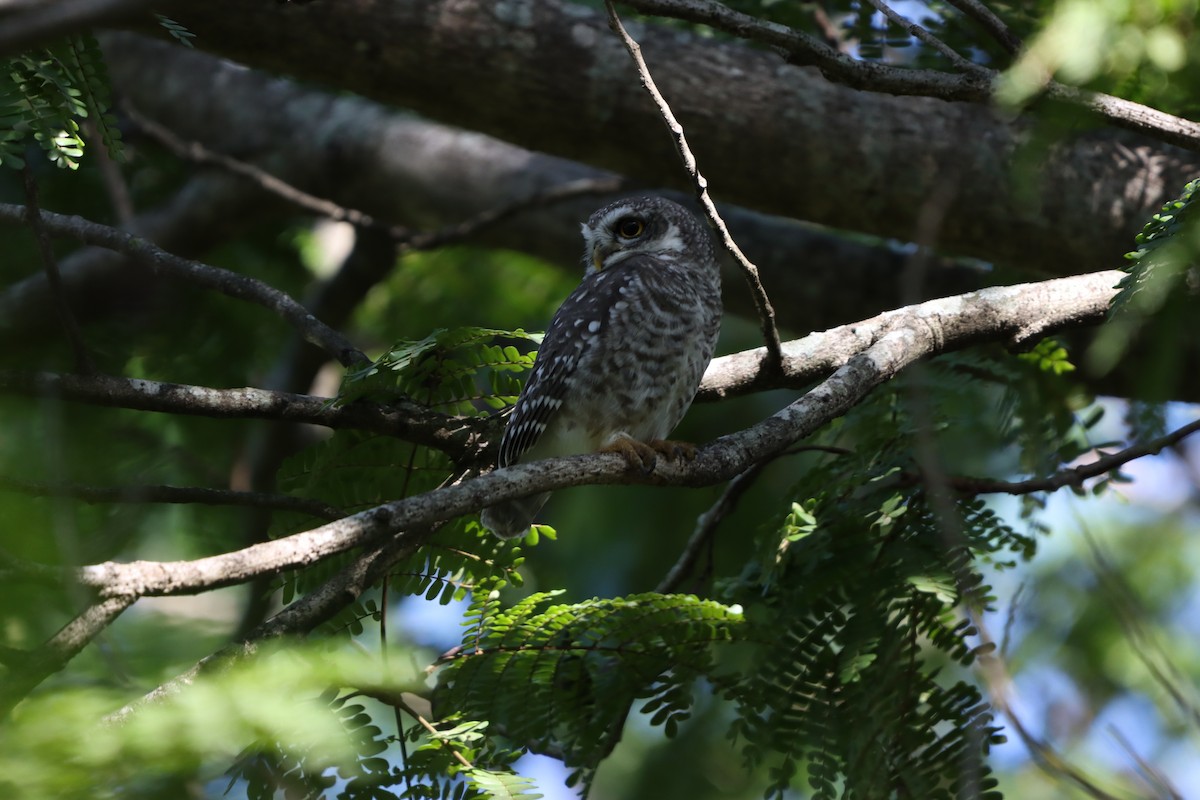 Spotted Owlet - ML643076100