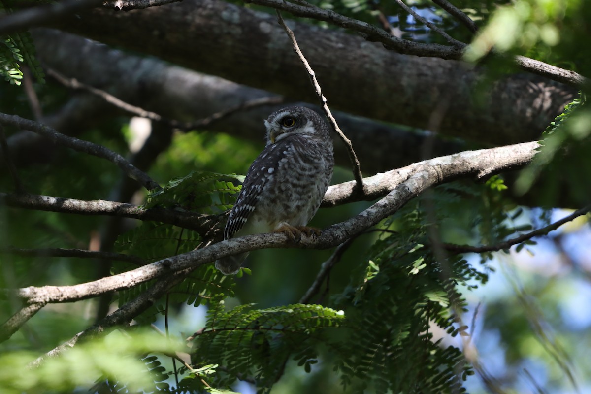 Spotted Owlet - ML643076102