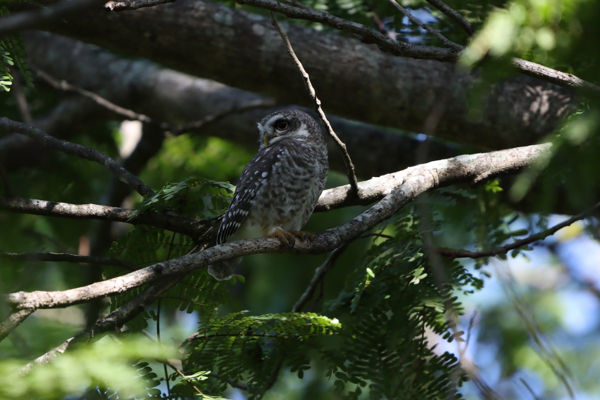 Spotted Owlet - ML643076103