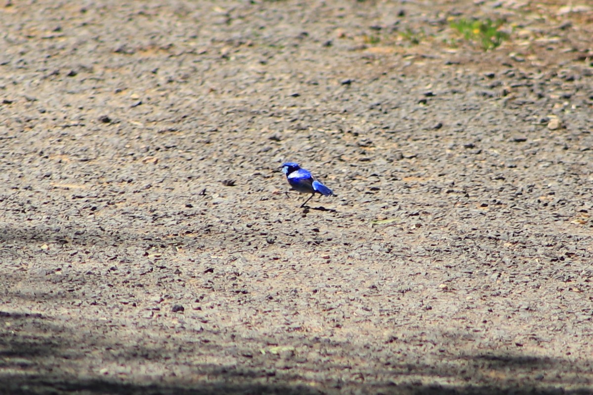 Splendid Fairywren - ML643076104