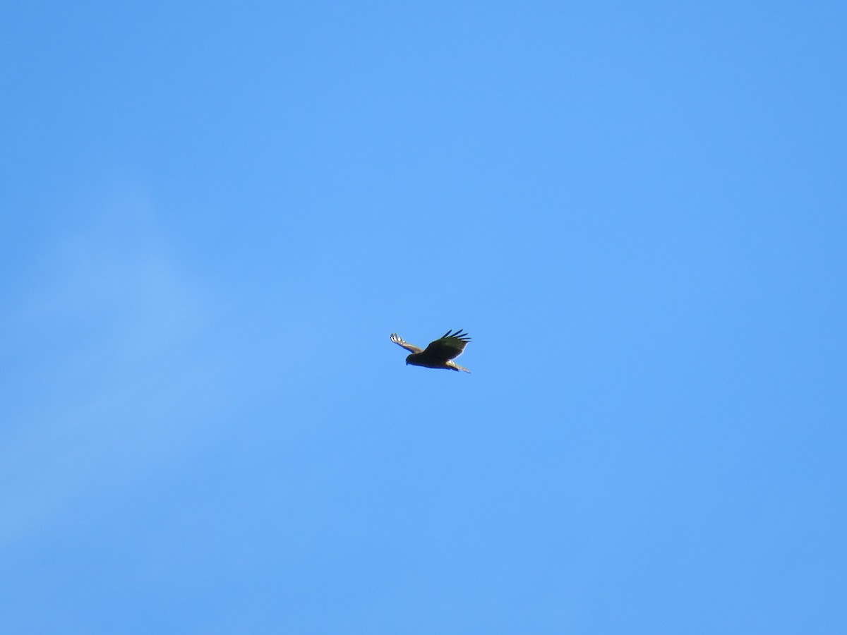 Swamp Harrier - ML643076107