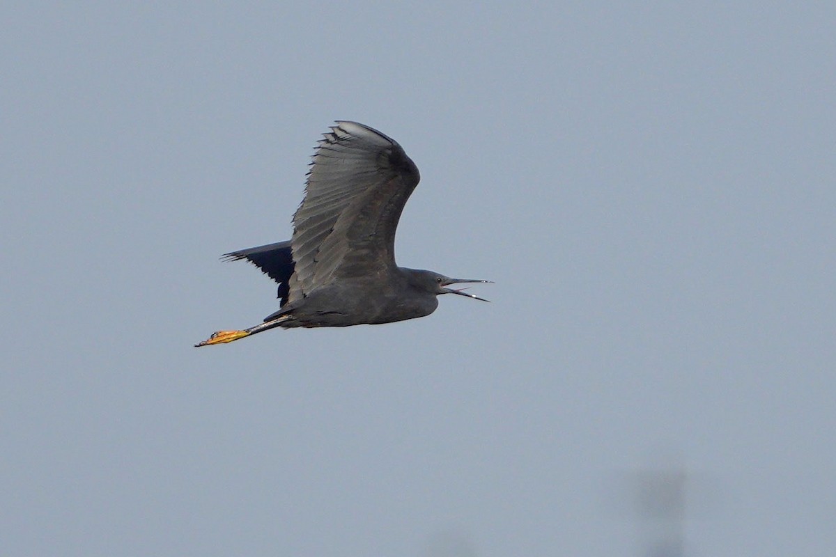 Black Heron - ML643076125