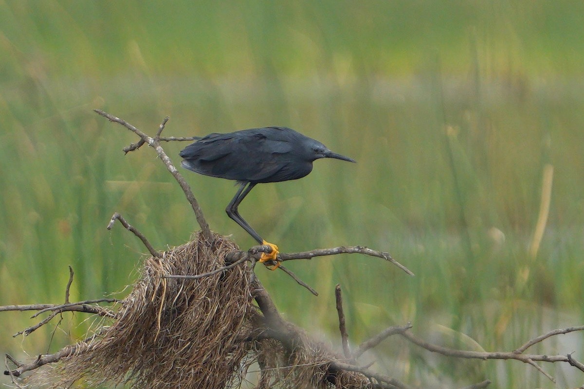 Black Heron - ML643076126