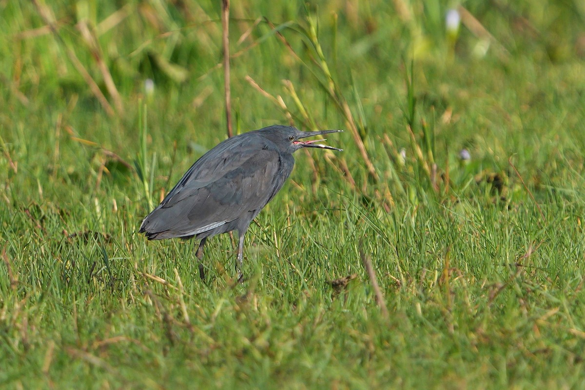 Black Heron - ML643076127