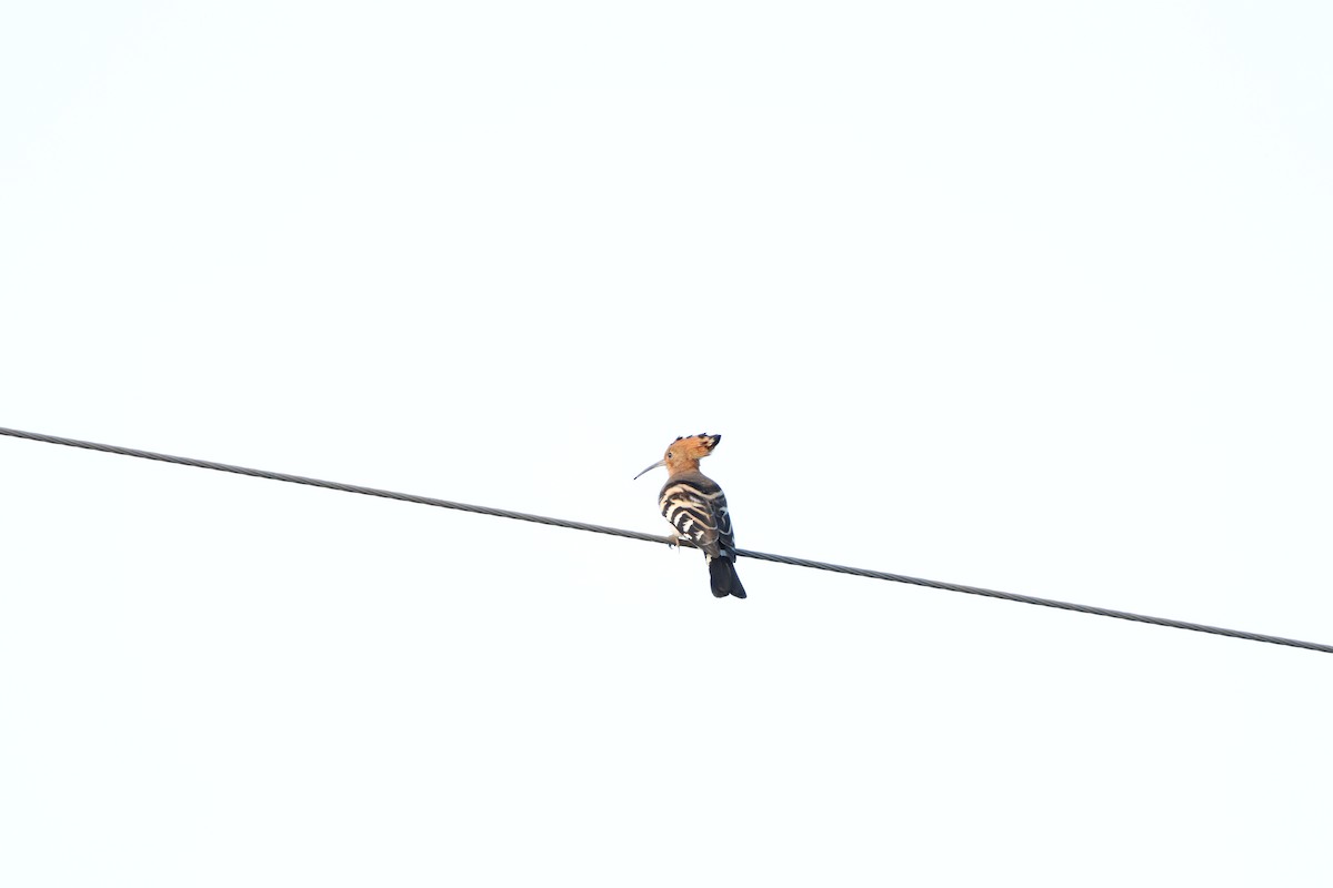 Eurasian Hoopoe - ML643076129