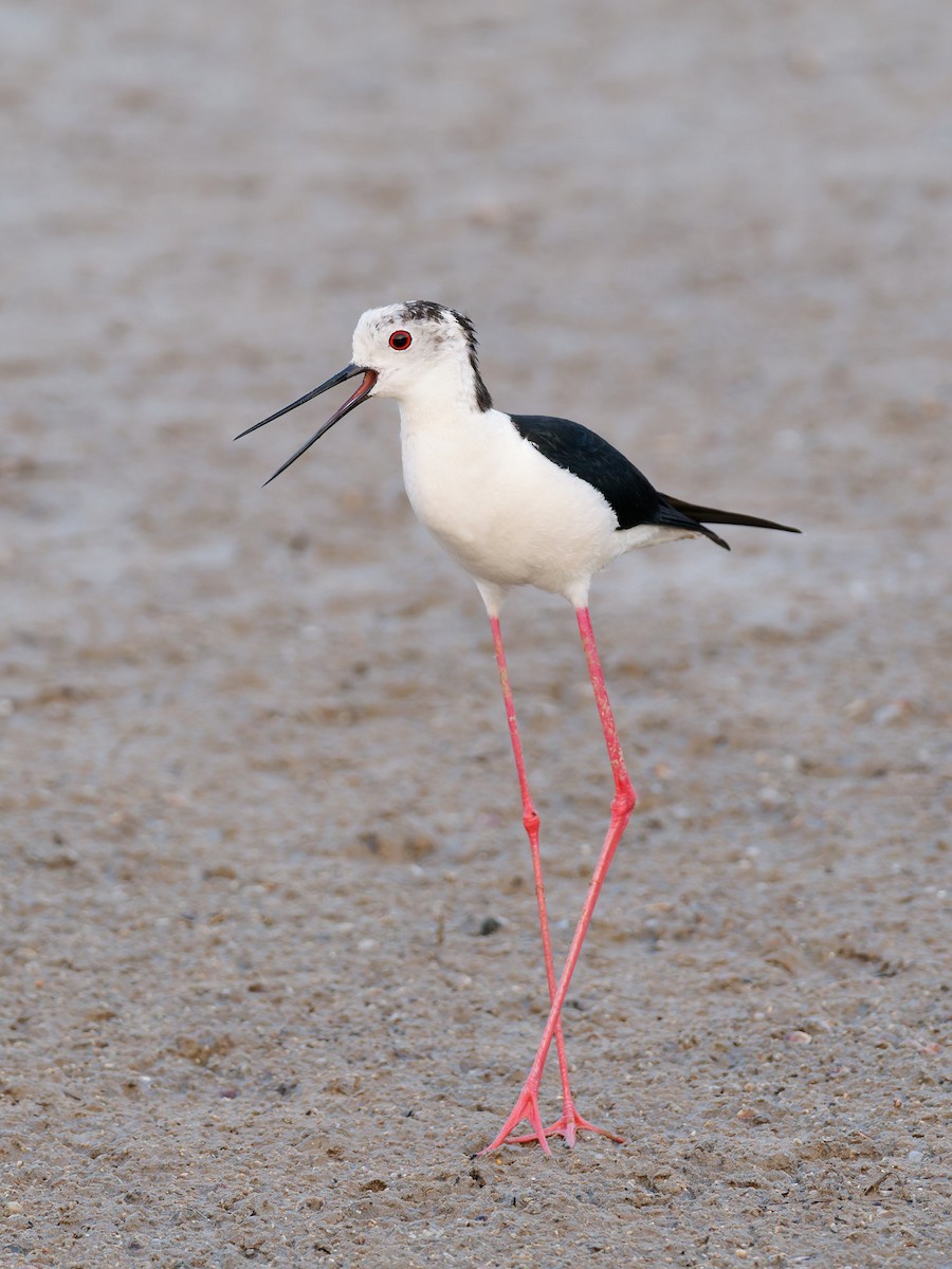 Black-winged Stilt - ML643076132