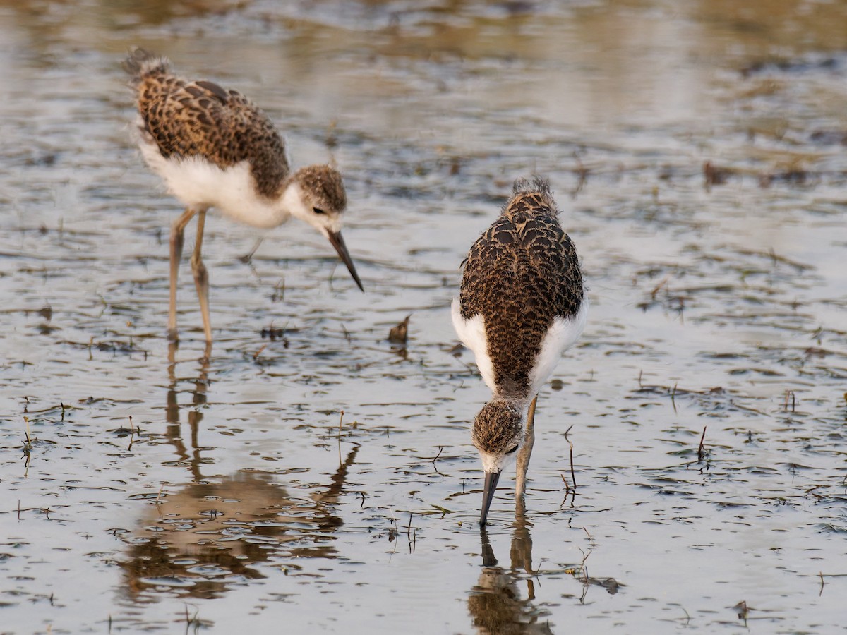 Black-winged Stilt - ML643076134