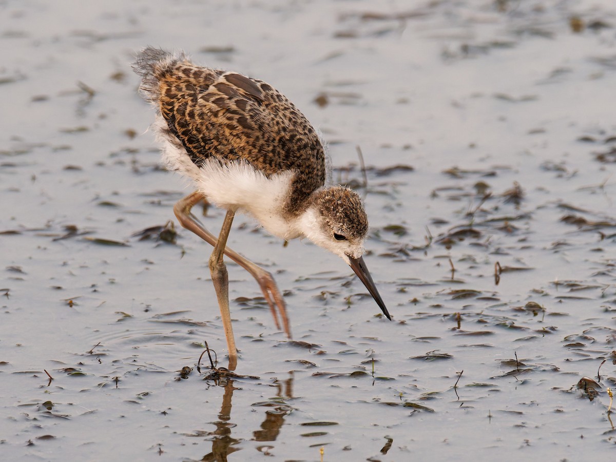 Black-winged Stilt - ML643076135