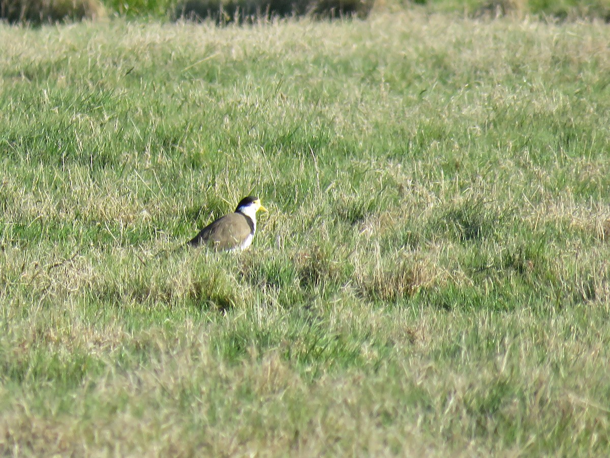 Masked Lapwing - ML643076150