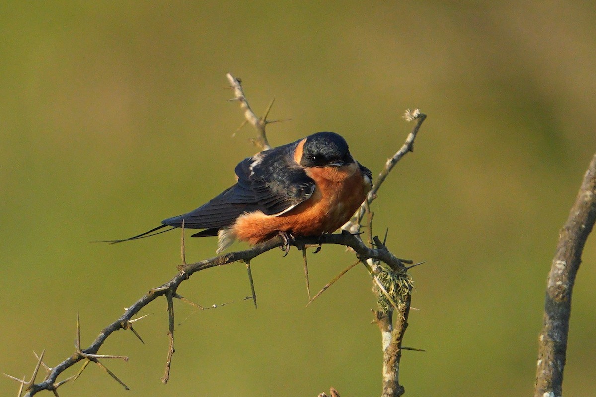 Rufous-chested Swallow - ML643076157