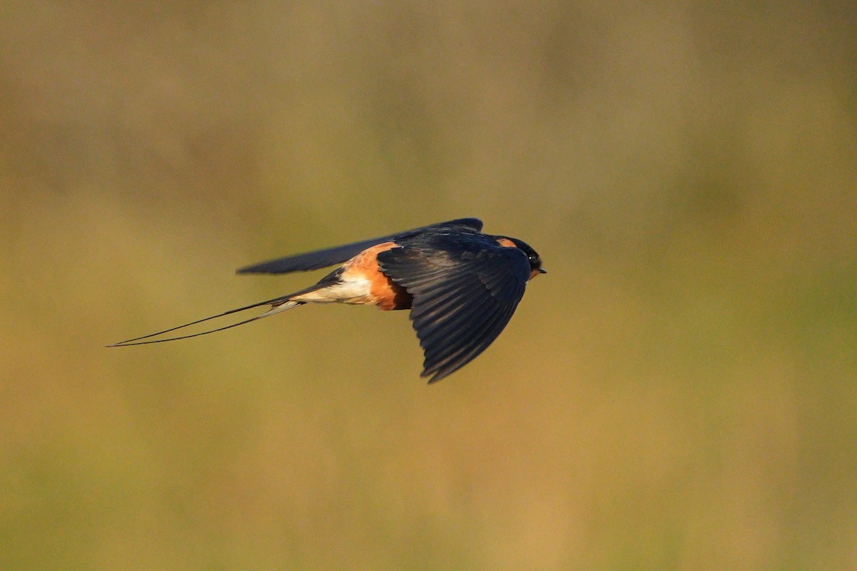 Rufous-chested Swallow - ML643076158