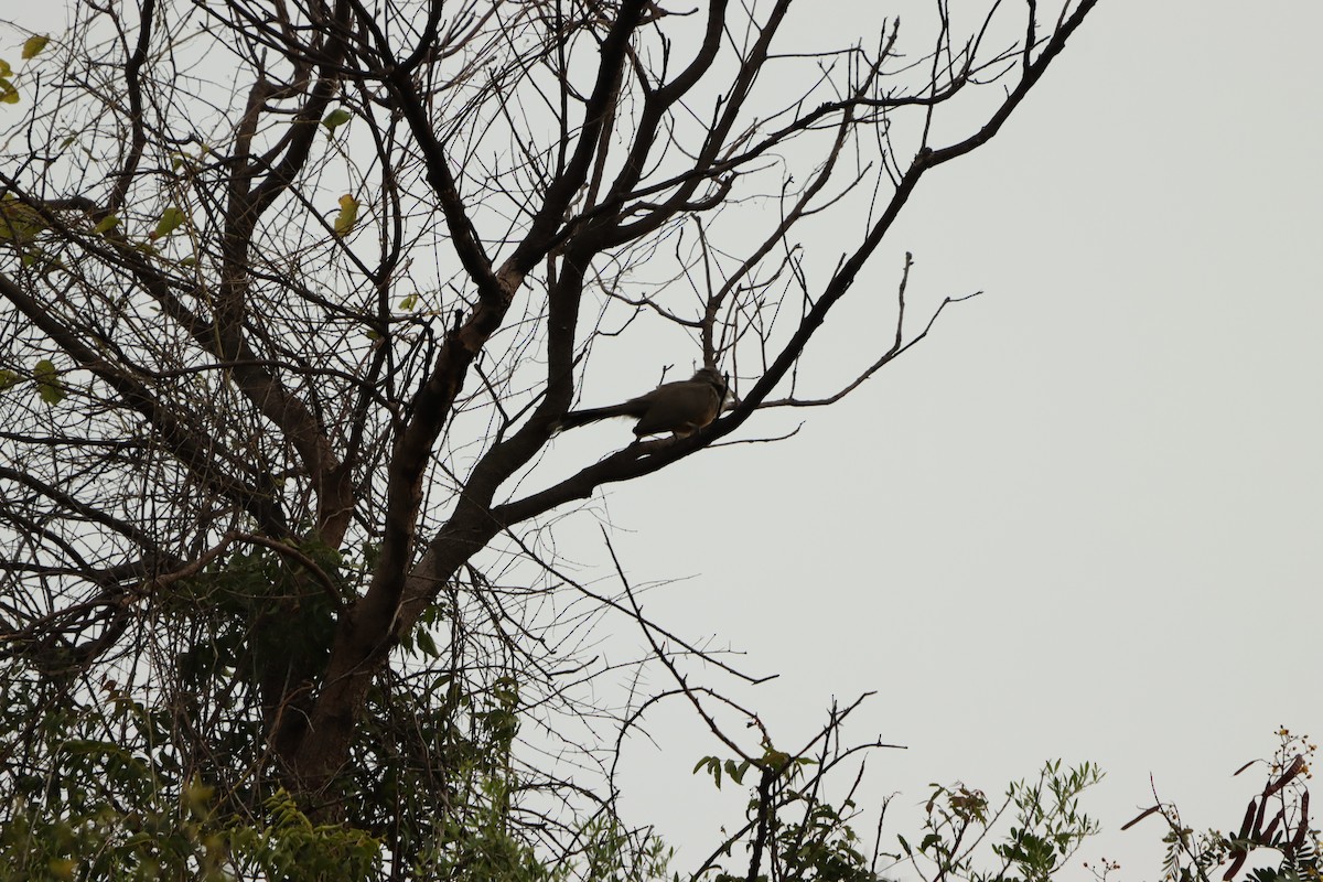 Sirkeer Malkoha - ML643076160