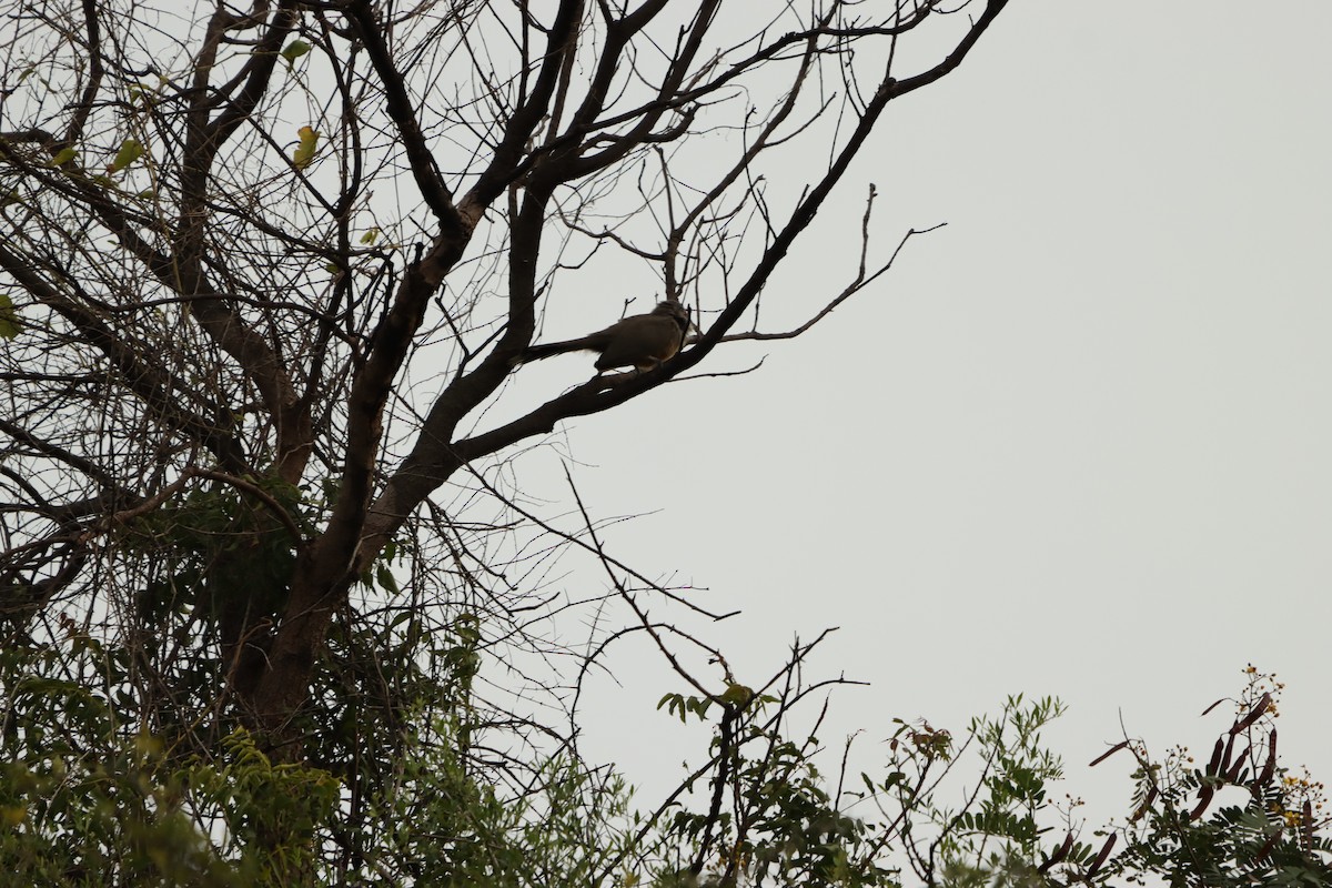 Sirkeer Malkoha - ML643076161