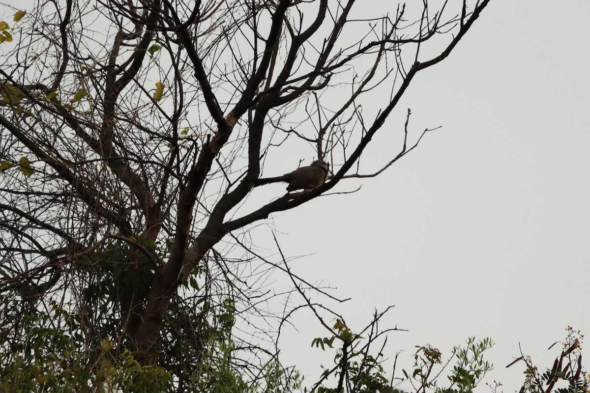 Sirkeer Malkoha - ML643076162