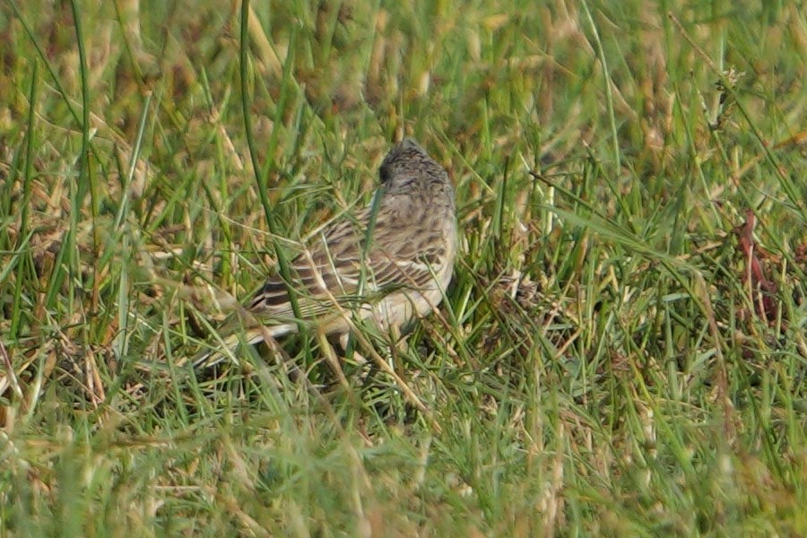 Lemon-breasted Seedeater - ML643076164