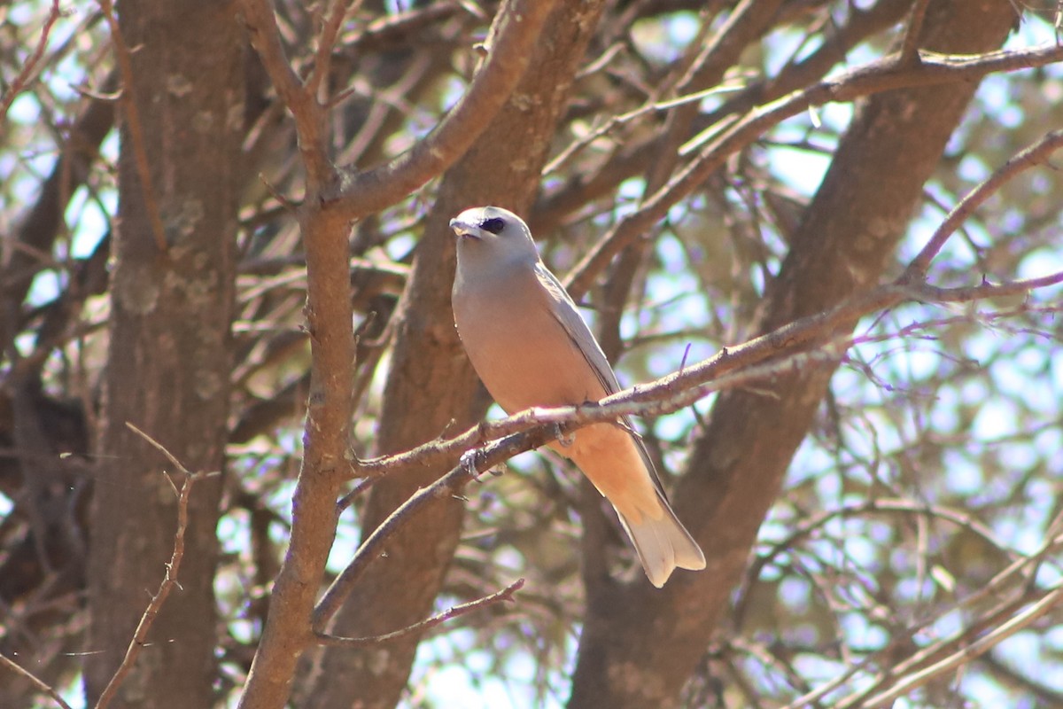 White-browed Woodswallow - ML643076167