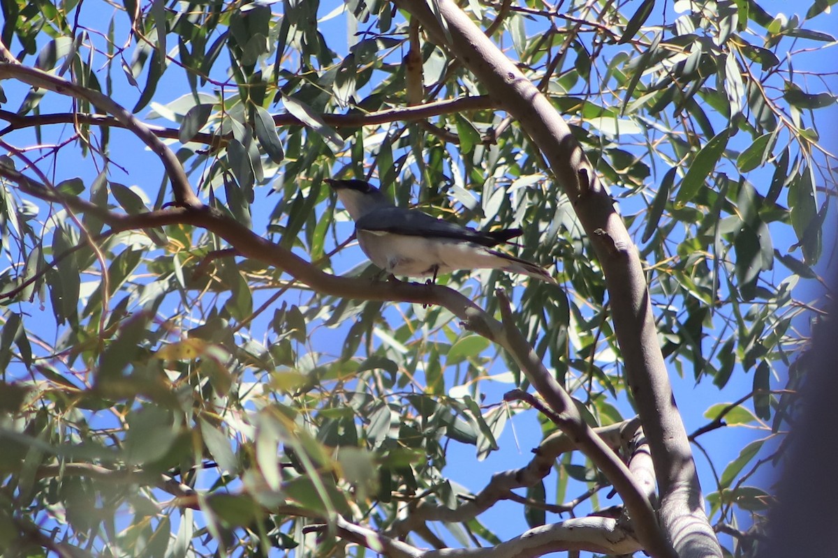 White-bellied Cuckooshrike - ML643076173