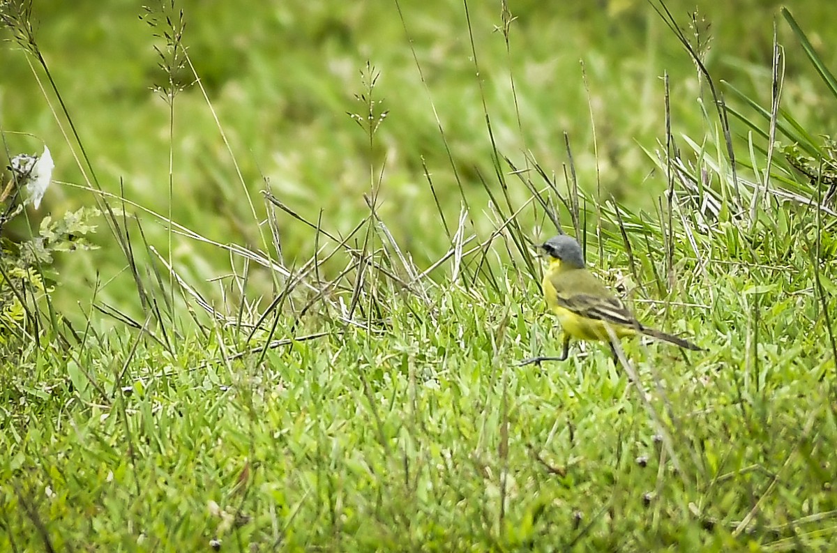 Eastern Yellow Wagtail - ML643076190