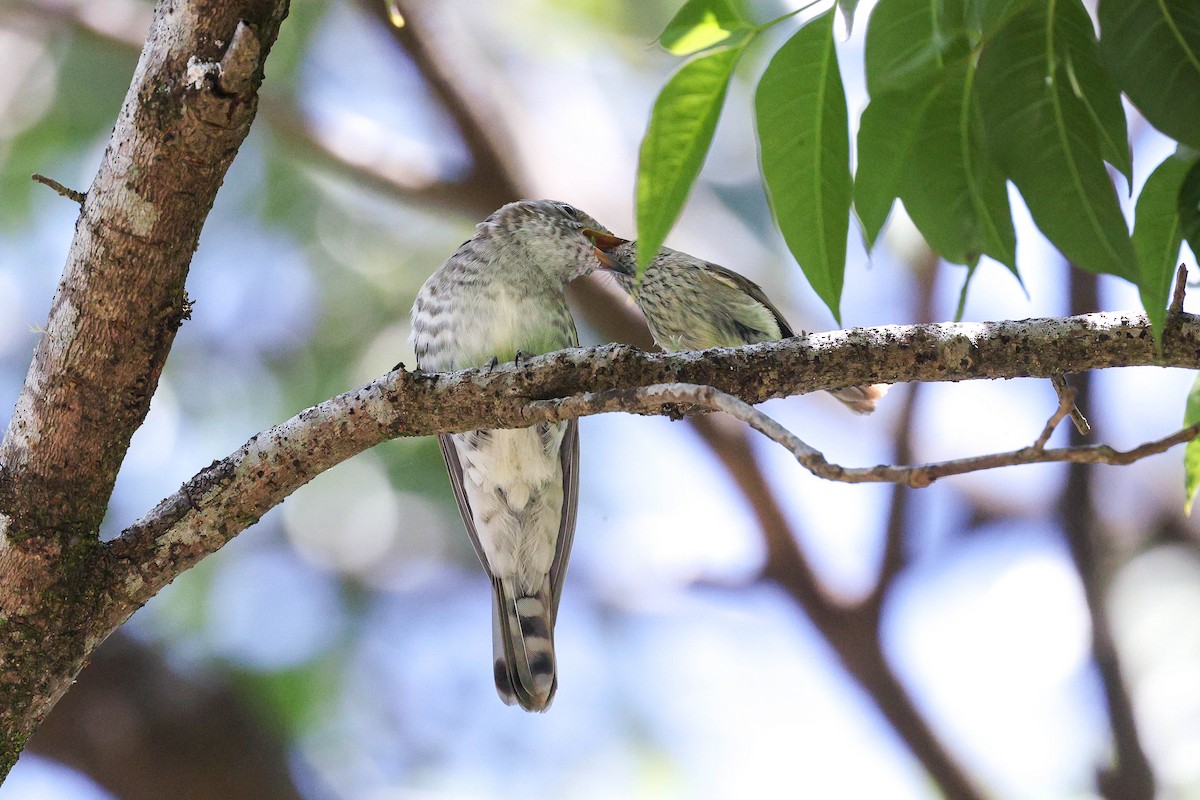 Shining Bronze-Cuckoo - ML643076193