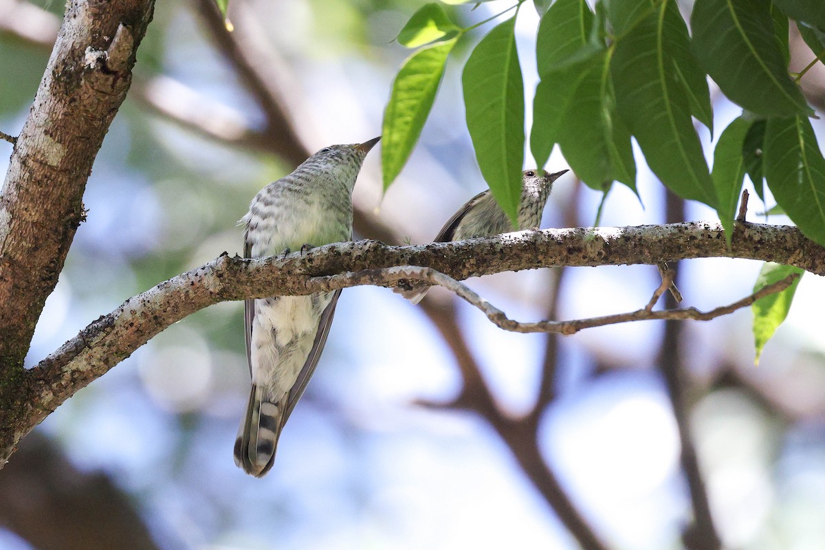 Brown Thornbill - ML643076196