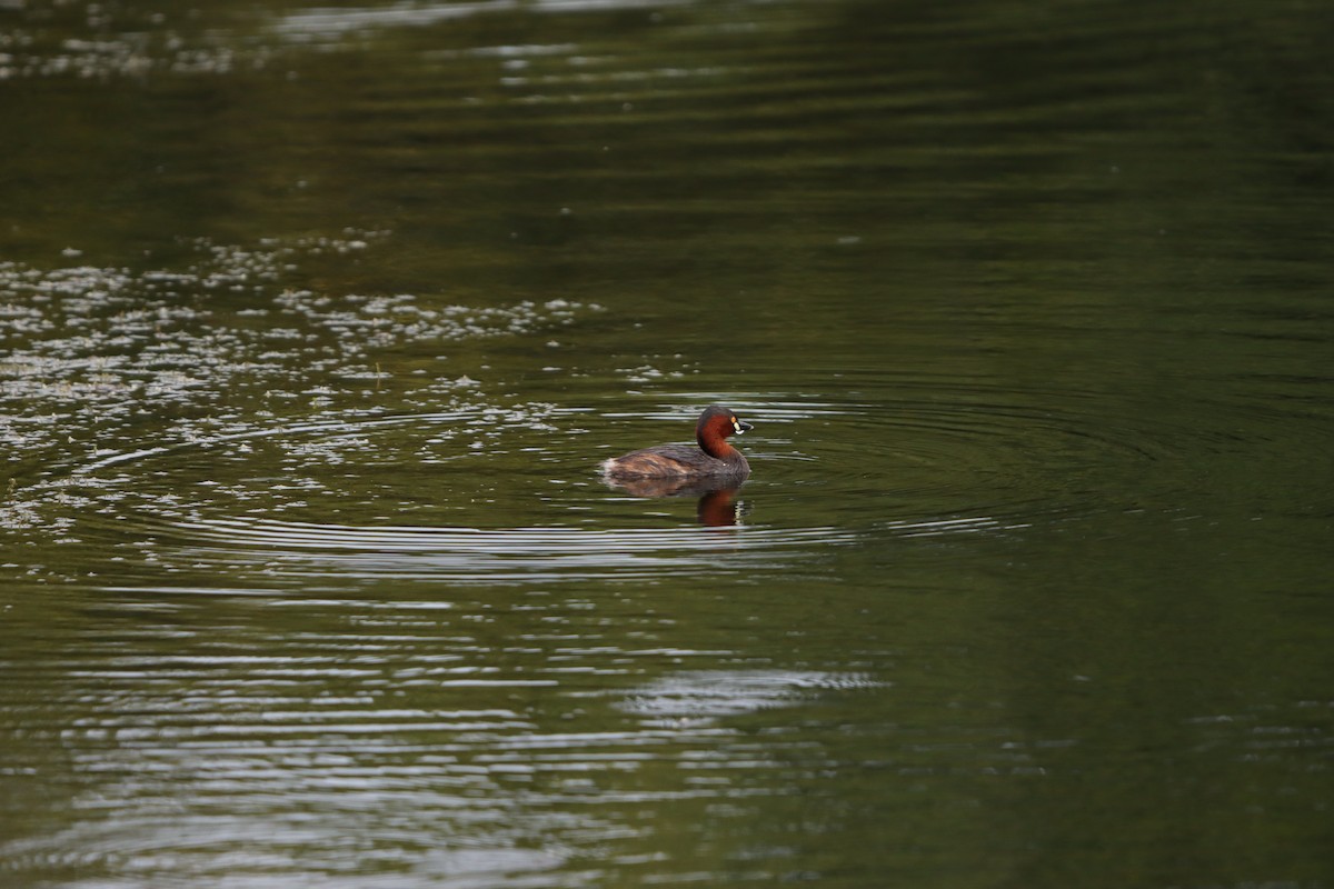 Пірникоза мала - ML643076198