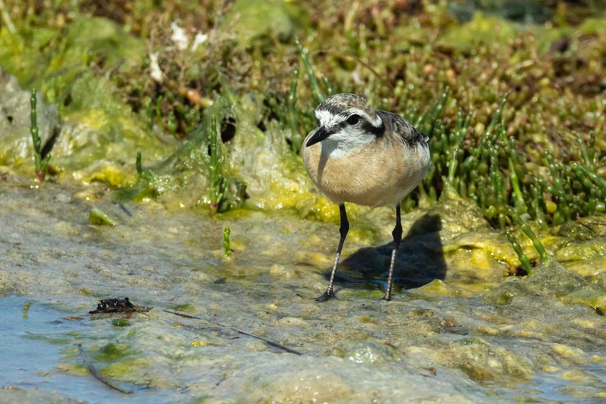 Kittlitz's Plover - ML643076201
