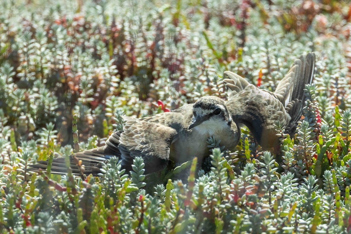 Kittlitz's Plover - ML643076202