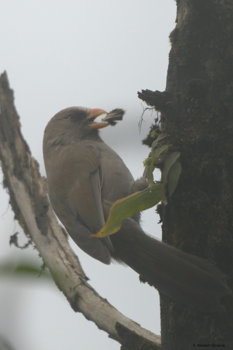 Büyük Papağangaga - ML643076206