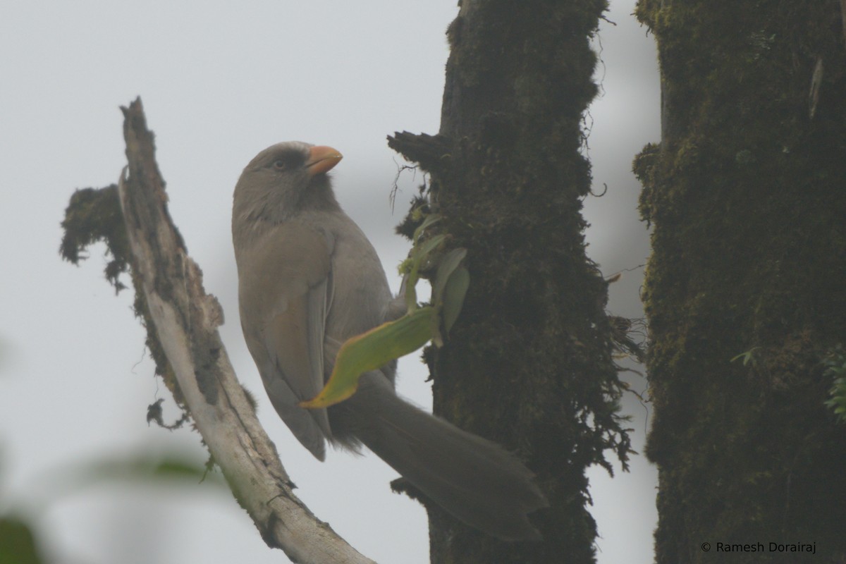 Büyük Papağangaga - ML643076207