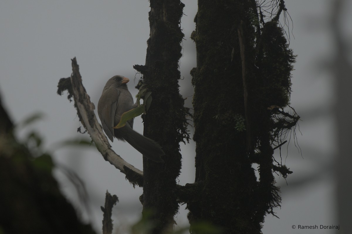 Büyük Papağangaga - ML643076208