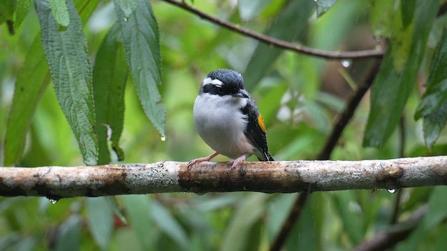 White-browed Shrike-Babbler - ML643076213